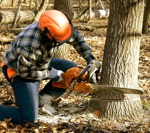 Tree Removal in Fairview, UT